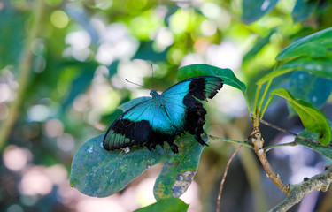 Butterflies in the garden