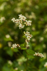 Field of buckwheat on a background of a stormy sky. Buckwheat, Fagopyrum esculentum, Japanese buckwheat and silverhull buckwheat blooming on the field. Close-up flowers of buckwheat