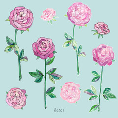 Pink roses with green leaves and stems on a gray-blue background. Imitation of watercolor. Vector illustration.