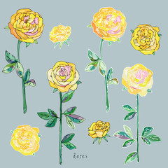 Yellow roses with green leaves and stems on a gray background. I