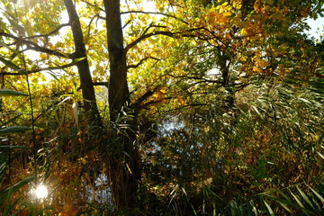 Landschaft im Nationalpark Vorpommersche Boddenlandschaft zwischen Müggenburg bei Zingst, Osterwald und Sundischer Wiese, Mecklenburg Vorpommern, Deutschland