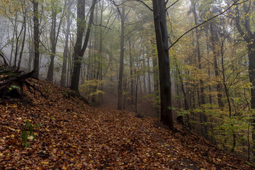 a steep slope in a forest in a fog covered with full color leaves in autumn