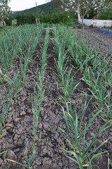 Green garlic grows in organic soil