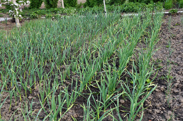 Green garlic grows in organic soil