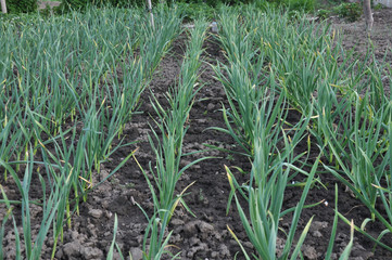Green garlic grows in organic soil