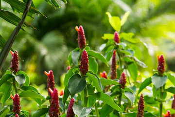 beautiful red flower