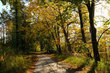 Landschaft im Nationalpark Vorpommersche Boddenlandschaft zwischen Müggenburg bei Zingst, Osterwald und Sundischer Wiese, Mecklenburg Vorpommern, Deutschland