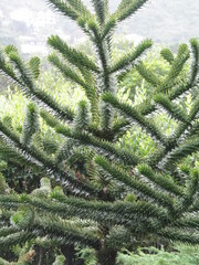 Wellington. Nature in New Zealand