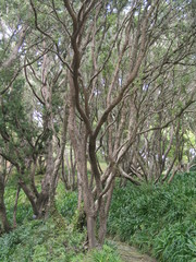 Wellington. Nature in New Zealand