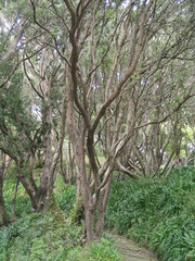 Fototapeta premium Wellington. Nature in New Zealand