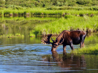 Big bull moose in wonderlake