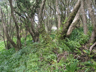 Wellington. Nature in New Zealand