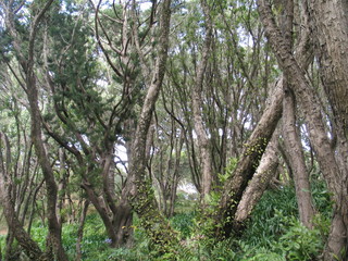 Wellington. Nature in New Zealand