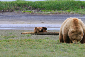 Bear mother with youngsters in katmai