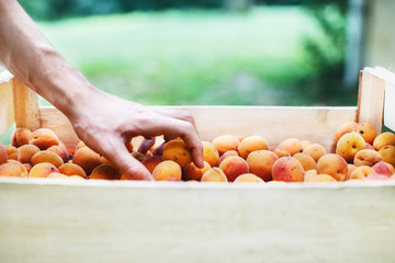 Hand picking fresh apricots from a crate 