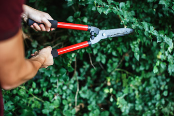 Obraz premium Man shearing trees and bushes with a shearing/gardening tool