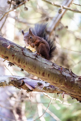 Petit écureuil roux dans un arbre