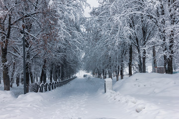 road in winter forest