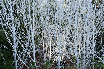 Branches de Noël blanches