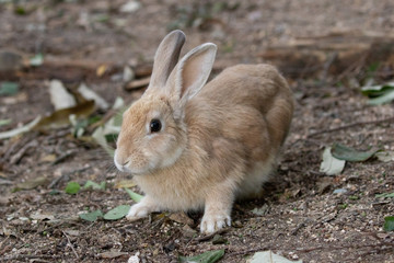 Fototapeta premium 野生のウサギ -うさぎの楽園 大久野島-