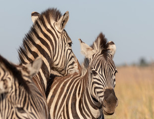 Fototapeta na wymiar Tender loving zebras