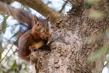 Naklejka na ściany i meble Petit écureuil roux dans un arbre