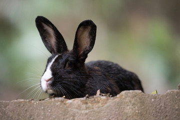野生のウサギ -うさぎの楽園 大久野島-