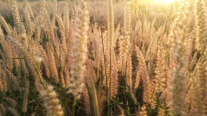 Countryside landscape under warm colorful sky at sunset on the dry field © Socoxbreed