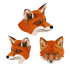 Set of fox heads