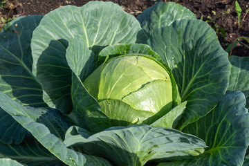 Cabbage grows in the garden