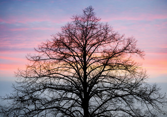 Obraz na płótnie Canvas Baum im Winter