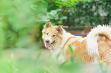 Thai bangkaew dog, mixed between wolf and dog,fierce and playful habits.