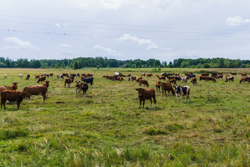 Naklejka na ściany i meble Herd of cows grazing in a green meadow.Summer landscape