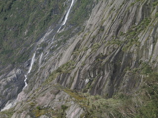 New Zealand. Nature  in Franz Joseph Glacier. Oceania