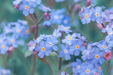 spring background forget-me-not flowers