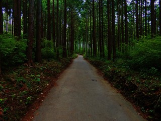 Obraz premium 塔ノ岳の山道