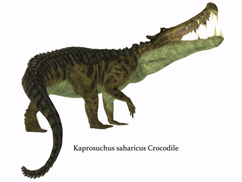 Kaprosuchus Reptile Tail with Font - Kaprosuchus was a carnivorous crocodile that lived in Niger, Africa during the Cretaceous Period.