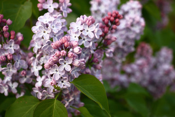In large inflorescences of a lilac among not opened buds there are fresh gentle flowers with four petals.