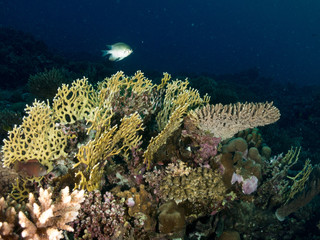 seabed with underwater life