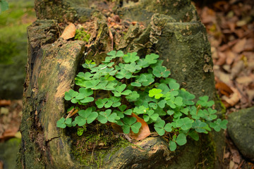Fototapeta na wymiar Small clover flowers in an old stump, in a forest, close-up.