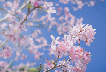 Pink blossoms on the branch with blue sky during spring blooming Branch with pink sakura blossoms and blue sky background.