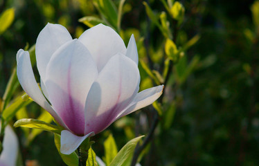 Magnolia soulangeana / magnolia Soulange'a