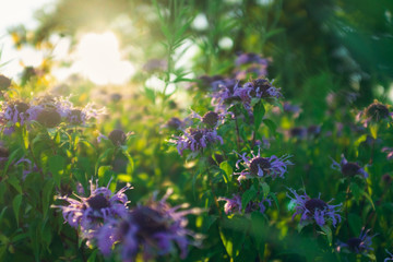 prairie flowers in a meadow at sunset