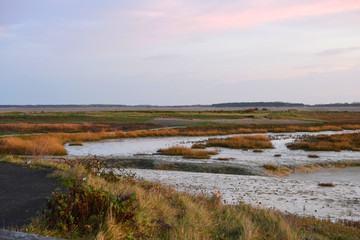 marais salant de la baie de Somme, vue du phare du Hourdel dans le nord de la France, herbes jaunes dorées dans le marais, Picardie