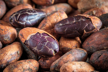 raw cocoa beans, forastero, close-up