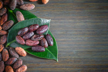 raw cocoa beans, forastero, close-up