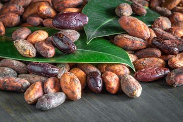 raw cocoa beans, forastero, close-up