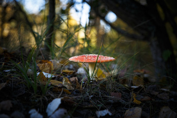 Poisonous Spotted Mushrooms in Magical Green Forest