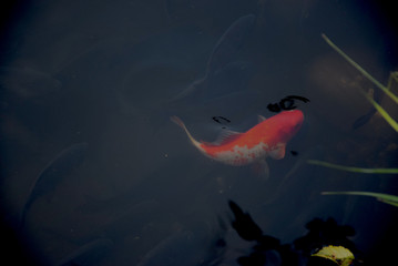Koi (Cyprinus carpio) in the pond