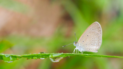 Blurred image, butterfly on wild grass and dew drops in morning light with green nature background